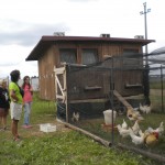 La casa mobile per polli!